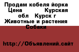 Продам кобеля йорка › Цена ­ 5 500 - Курская обл., Курск г. Животные и растения » Собаки   